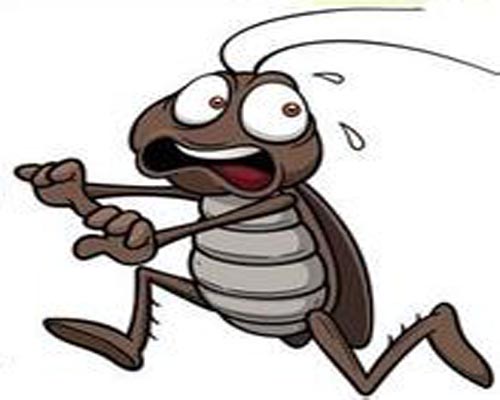 蟑螂逃跑漫画